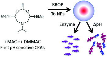 Graphical abstract: Novel monomers in radical ring-opening polymerisation for biodegradable and pH responsive nanoparticles