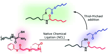 Graphical abstract: A sequential native chemical ligation – thiol-Michael addition strategy for polymer–polymer ligation