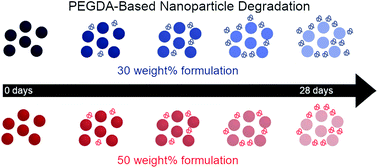Graphical abstract: Degradation profiles of poly(ethylene glycol)diacrylate (PEGDA)-based hydrogel nanoparticles