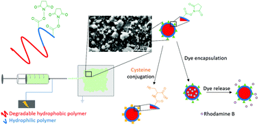 Graphical abstract: Electrosprayed cysteine-functionalized degradable amphiphilic block copolymer microparticles for low pH-triggered drug delivery