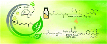 Graphical abstract: Muconic acid esters as bio-based acrylate mimics