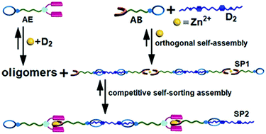Graphical abstract: Controllable supramolecular assembly and architecture transformation by the combination of orthogonal self-assembly and competitive self-sorting assembly
