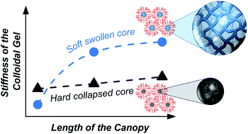 Graphical abstract: Polymer-functionalized polymer nanoparticles and their behaviour in suspensions