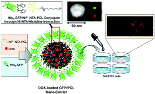 Graphical abstract: Nitrilotriacetic acid-end-functionalized polycaprolactone as a template for polymer–protein nanocarriers