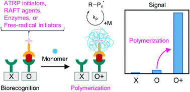 Graphical abstract: Radical polymerization reactions for amplified biodetection signals