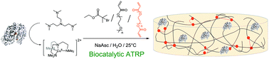 Graphical abstract: In situ synthesis of protein-loaded hydrogels via biocatalytic ATRP