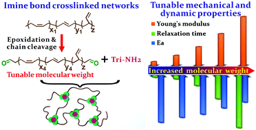 Graphical abstract: Tuning the mechanical and dynamic properties of imine bond crosslinked elastomeric vitrimers by manipulating the crosslinking degree