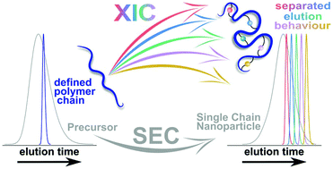 Graphical abstract: Pushing the limits of single chain compaction analysis by observing specific size reductions via high resolution mass spectrometry