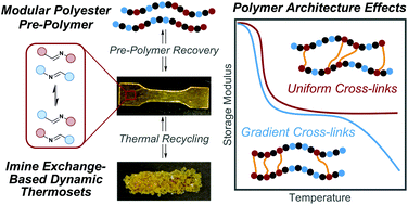 Graphical abstract: Mechanically robust and reprocessable imine exchange networks from modular polyester pre-polymers