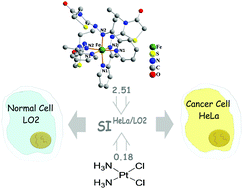 Graphical abstract: An iron(iii) complex selectively mediated cancer cell death: crystal structure, DNA targeting and in vitro antitumor activities