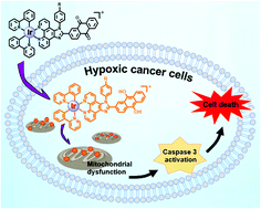 Graphical abstract: Mitochondria-targeting cyclometalated iridium(iii) complexes for tumor hypoxic imaging and therapy