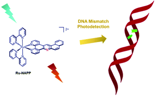 Graphical abstract: Photodetection of DNA mismatches by dissymmetric Ru(ii) acridine based complexes
