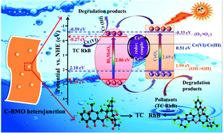 Graphical abstract: Construction of a Ce3+ doped CeO2/Bi2MoO6 heterojunction with a mutual component activation system for highly enhancing the visible-light photocatalytic activity for removal of TC or Cr(vi)