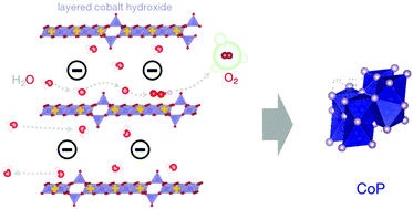 Graphical abstract: Activity enhancement of layered cobalt hydroxide nanocones by tuning interlayer spacing and phosphidation for electrocatalytic water oxidation in neutral solutions