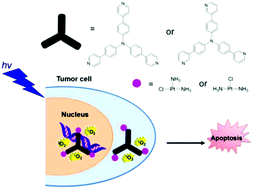 Graphical abstract: Nucleus-localized platinum(ii)–triphenylamine complexes as potent photodynamic anticancer agents