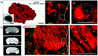 Graphical abstract: A combination of super-resolution fluorescence and magnetic resonance imaging using a Mn(ii) compound