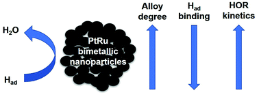 Graphical abstract: Tuning the electronic structure of PtRu bimetallic nanoparticles for promoting the hydrogen oxidation reaction in alkaline media
