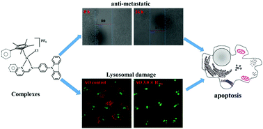 Graphical abstract: Lysosome-targeted iridium(iii) compounds with pyridine-triphenylamine Schiff base ligands: syntheses, antitumor applications and mechanisms