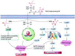 Graphical abstract: A class of Pt(iv) triple-prodrugs targeting nucleic acids, thymidylate synthases and histone deacetylases