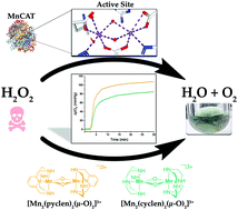 Graphical abstract: Hydrogen peroxide disproportionation with manganese macrocyclic complexes of cyclen and pyclen