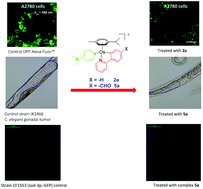 Graphical abstract: Novel organo-osmium(ii) proteosynthesis inhibitors active against human ovarian cancer cells reduce gonad tumor growth in Caenorhabditis elegans