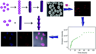 Graphical abstract: Concentration-dependent fabrication of short-peptide-based different self-assembled nanostructures with various morphologies and intracellular delivery property