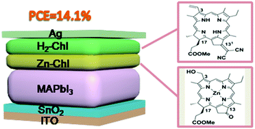 Graphical abstract: Bilayer chlorophyll derivatives as efficient hole-transporting layers for perovskite solar cells