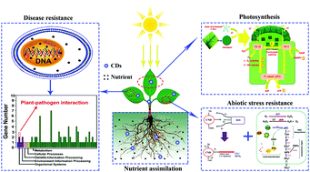 Graphical abstract: A review on the effects of carbon dots in plant systems