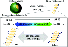 Graphical abstract: pH-Dependent morphology and optical properties of lysine-derived molecular biodynamers