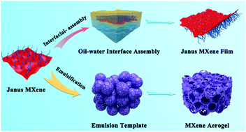 Graphical abstract: Janus MXene nanosheets for macroscopic assemblies