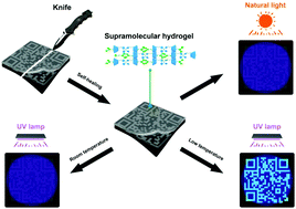 Graphical abstract: A rapid and reversible thermochromic supramolecular polymer hydrogel and its application in protected quick response codes
