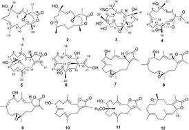 Graphical abstract: Sarcoglaucins A-I, new antifouling cembrane-type diterpenes from the South China Sea soft coral Sarcophyton glaucum