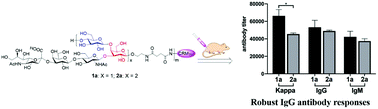 Graphical abstract: Synthesis of a dimer of the repeating unit of type Ia group B Streptococcus extracellular capsular polysaccharide and immunological evaluations of related protein conjugates