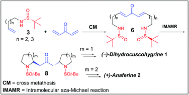Graphical abstract: Highly convergent total synthesis of (+)-anaferine and (−)-dihydrocuscohygrine