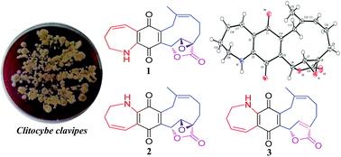 Graphical abstract: Clavipines A–C, antiproliferative meroterpenoids with a fused azepine skeleton from the basidiomycete Clitocybe clavipes