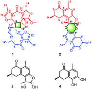 Graphical abstract: Commiphorines A and B, unprecedented sesquiterpenoid dimers from Resina Commiphora with striking activities on anti-inflammation and lipogenesis inhibition