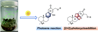 Graphical abstract: Expanstines A–D: four unusual isoprenoid epoxycyclohexenones generated by Penicillium expansum YJ-15 fermentation and photopromotion