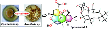 Graphical abstract: Polyoxygenated meroterpenoids and a bioactive illudalane derivative from a co-culture of Armillaria sp. and Epicoccum sp.