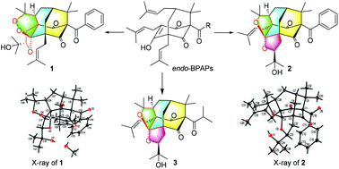 Graphical abstract: Wilsonglucinols A–C, homoadamantane-type polycyclic polyprenylated acylphloroglucinols with unusual fused epoxy ring skeletons from Hypericum wilsonii