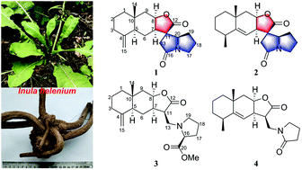 Graphical abstract: Spiroalanpyrroids A and B, sesquiterpene alkaloids with a unique spiro-eudesmanolide–pyrrolizidine skeleton from Inula helenium