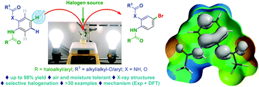 Graphical abstract: Differential formation of nitrogen-centered radicals leading to unprecedented, regioselective bromination of N,N′-(1,2-phenylene)bisamides and 2-amidophenols