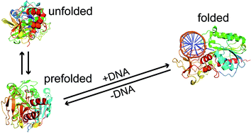 Graphical abstract: Single-molecule study on conformational dynamics of M.HhaI