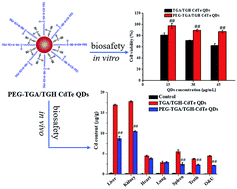 Graphical abstract: The effect of PEG functionalization on the in vivo behavior and toxicity of CdTe quantum dots