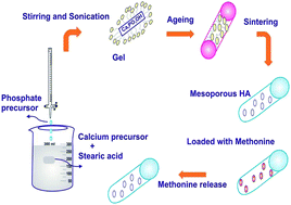 Graphical abstract: Tailoring the morphological features of sol–gel synthesized mesoporous hydroxyapatite using fatty acids as an organic modifier