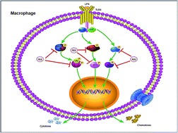 Graphical abstract: Re-Du-Ning inhalation solution exerts suppressive effect on the secretion of inflammatory mediators via inhibiting IKKα/β/IκBα/NF-κB, MAPKs/AP-1, and TBK1/IRF3 signaling pathways in lipopolysaccharide stimulated RAW 264.7 macrophages