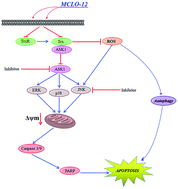 Graphical abstract: Retracted Article: Structural characterization of Momordica charantia L. (Cucurbitaceae) oligopeptides and the detection of their capability in non-small cell lung cancer A549 cells: induction of apoptosis