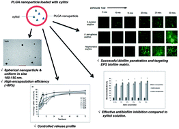 Graphical abstract: PLGA/xylitol nanoparticles enhance antibiofilm activity via penetration into biofilm extracellular polymeric substances