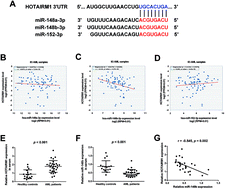 Graphical abstract: LncRNA HOTAIRM1 is involved in the progression of acute myeloid leukemia through targeting miR-148b