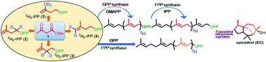 Graphical abstract: Retracted Article: Synthesis of deuterated isopentyl pyrophosphates for chemo-enzymatic labelling methods: GC-EI-MS based 1,2-hydride shift in epicedrol biosynthesis