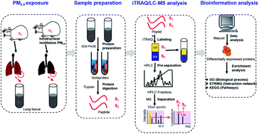 Graphical abstract: iTRAQ based proteomic analysis of PM2.5 induced lung damage